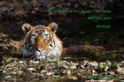 Mae Tiger