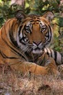 Tiger at Bandhavgarh