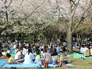 Hanami party in Yoyogi Park
