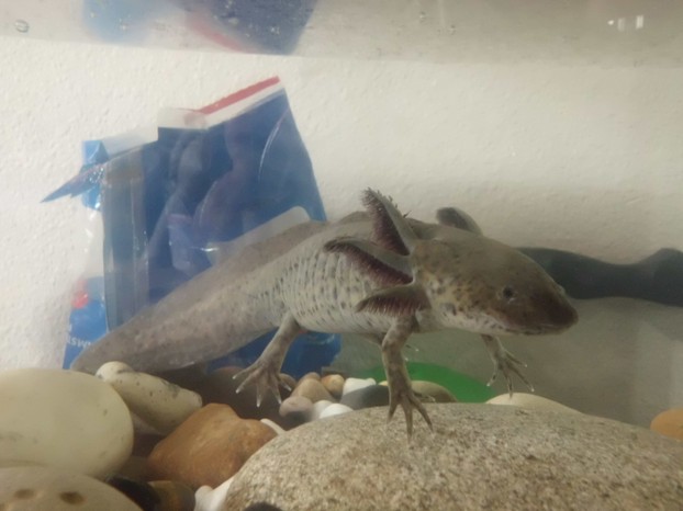 Our Exotic Axolotl (underwater Salemandar That Doesn't Evolve To Land Due To A Thiyroid Problem)