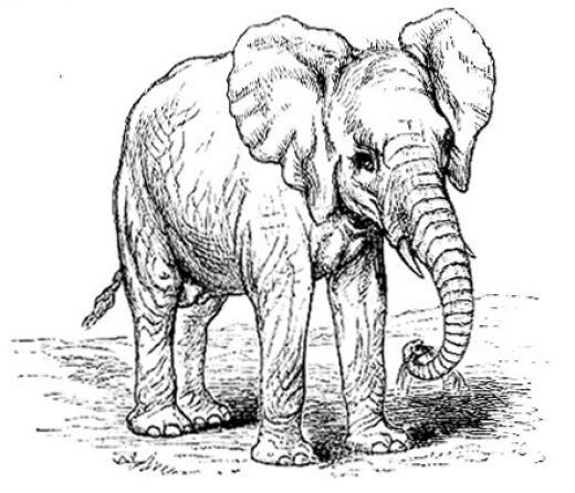 The Encyclopaedia Britannica (9th Edition). This image of the African Elephant comes from the "Elephant" article.