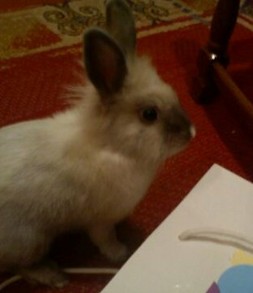 Bunnies As Pets: Gary the Bunny