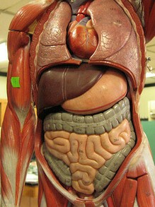 The Intestines