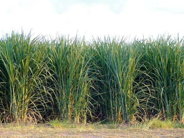 Sugar Cane Sugar Cane
