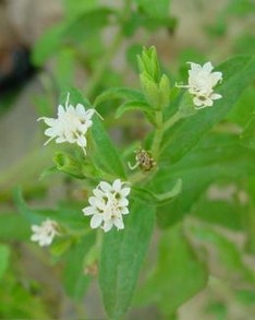 Stevia in Bloom