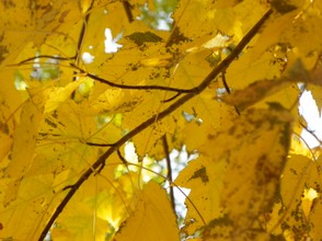Falls Yellow Leaves: