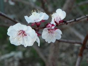 Fragile Peach Blossoms 