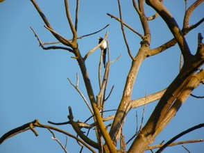 Magpie and Silent Tree: