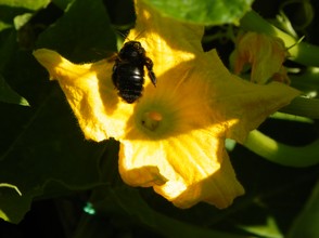 Carpenter Bee and Squash Blossom: