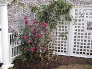 A Trellis Supporting Roses
