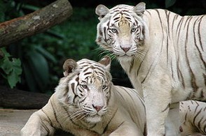 White tigers in Singapore