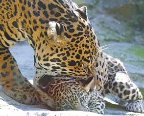 Jaguar picking up a cub