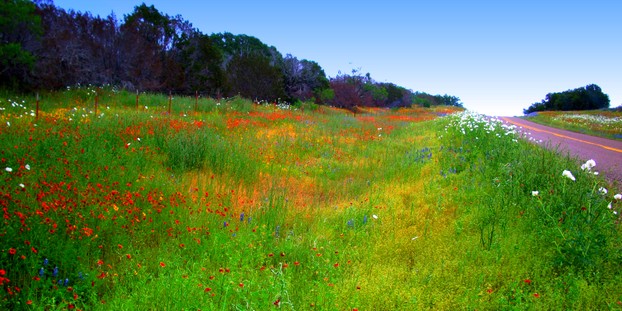 Roadside with wildflowers near Fredericksburg, Texas
