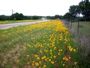 Yellow carpet of TX wildflowers