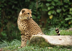 Cheetah in a Singapore Zoo