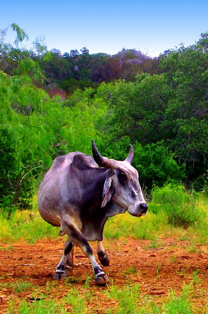 Only in the Texas Hill Country - Zebu Two-Step