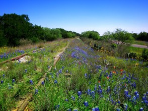 Various wildflowers of Texas