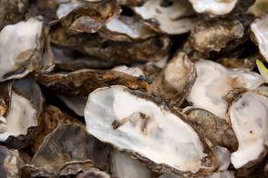 Oysters