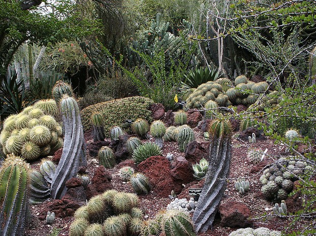 Desert Garden in Huntington Botanical Gardens in Los Angeles, California