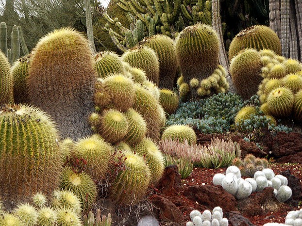 Barrel cactus & mammillaria Huntington Library Desert Garden