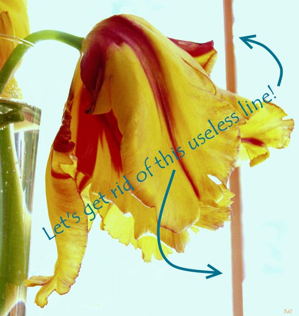 Tulip photo with brown line. Tulip photo with brown line.