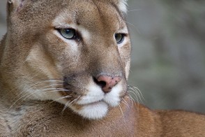 Picture of a cougar in the Belgrade Zoo, Serbia