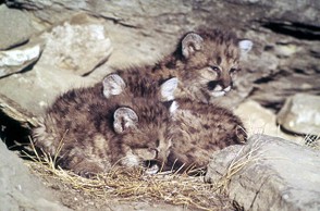 Adorable mountain lion kittens!