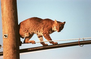 Bobcats can sometimes be found in cities.