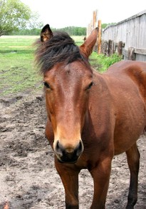Horse Photo