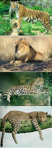 The Panthera genus