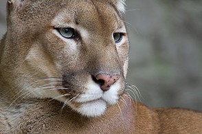 Puma/Cougar/Mountain Lion