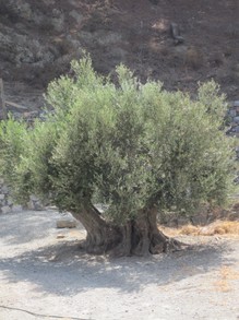 Old olive tree, Karpathos