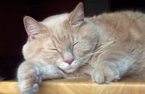Cat Nap