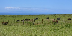 Grass fed cattle on Molokai