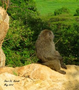 Male Baboon Surveying the Valley