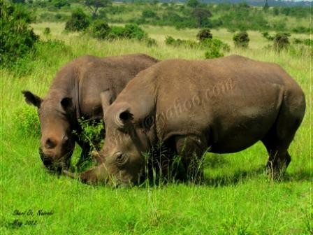 Endangered Black Rhino Population Grows Here