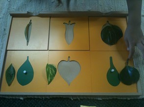 Classroom Material Leaf Shapes