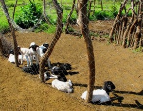 Small Goats Cannot Got Out to Pasture
