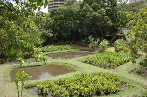 Hawaiian Natural Garden