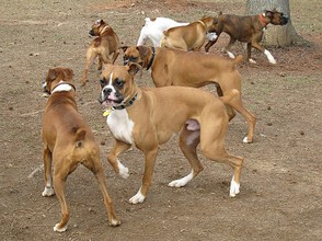 Boxers at the dog park
