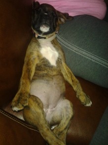 Silly Boxer Sitting Up