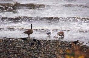 Canada Geese (and friends) in the Surf