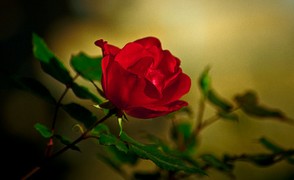 Red rose for Colin