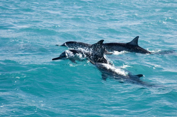 Dolphins can almost always better be seen from the boat than in the water 'swimming' with them