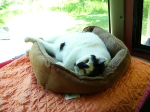 Our Gigantic Cow Cat, Spot