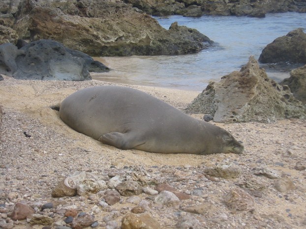 Hawaiian Monk Seal, critically endangered