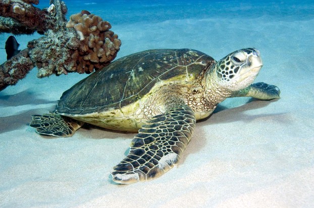 Hawaiian Green Sea Turtle, endangered