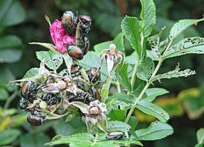 Japanese Beetles Devouring Pasture Rose