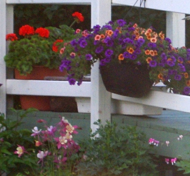Decorate A Railing - Columbine, Million Bells, and  Bachelor Buttons