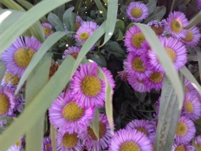 purple daisy (perennials)